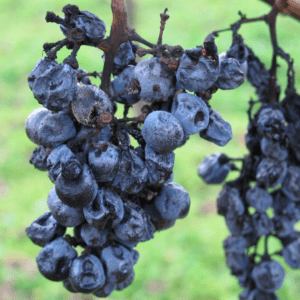 Rot Infected Red Fruit