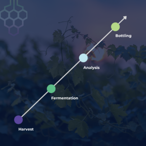 Low-Intervention Winemaking for Terroir Expression