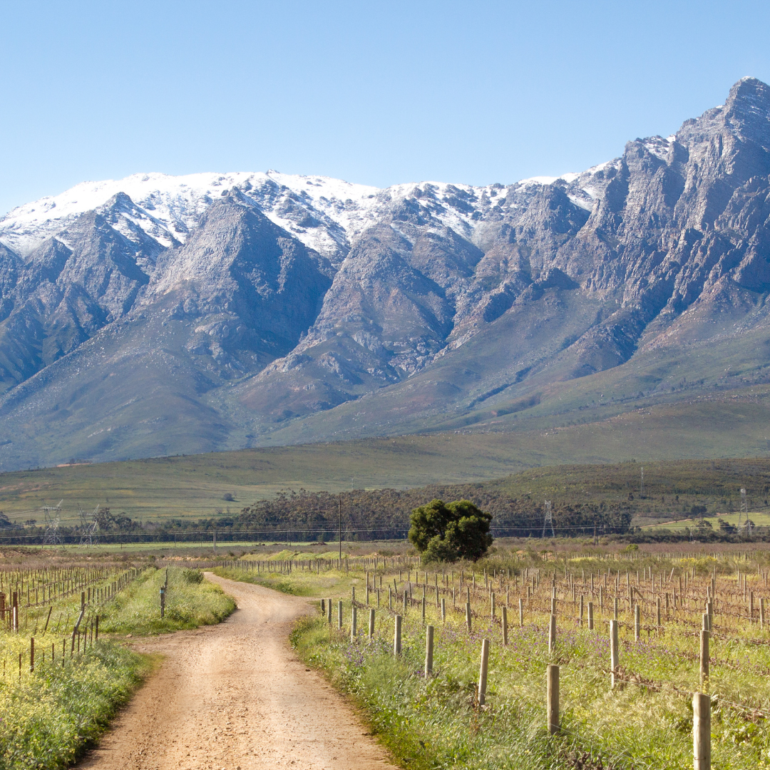 Western Cape winelands vintage preparation